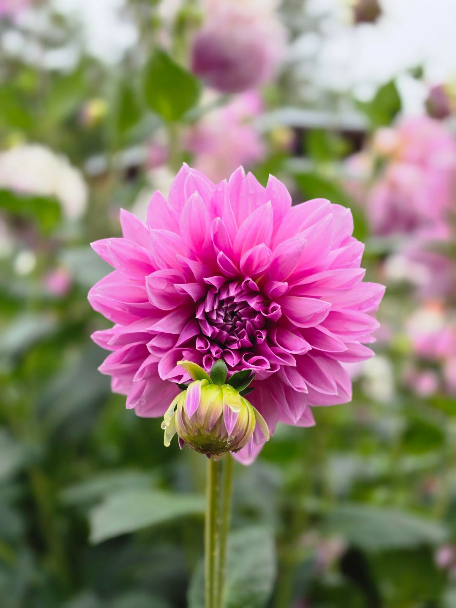 A bright pink flower with many petals in the center of the frame with a small bud of a flower in front of it. The background is blurred greenery.