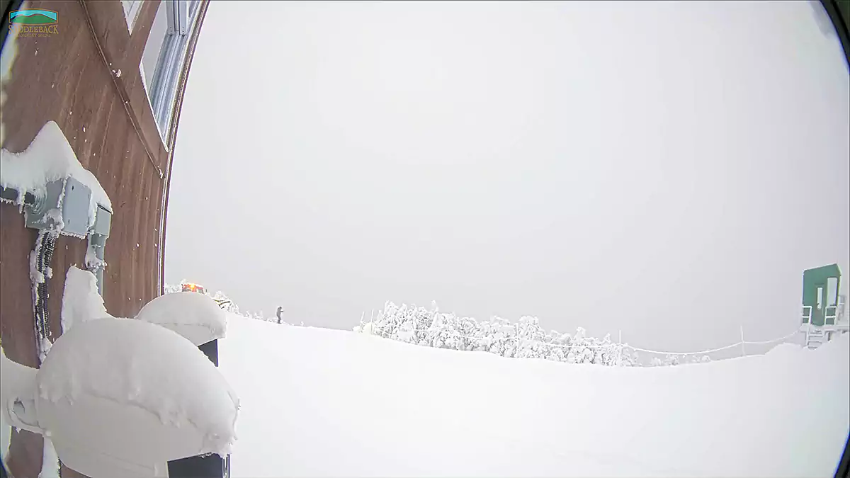 There she is.  Saddleback in her fresh coat of powder waiting for Friday to party.