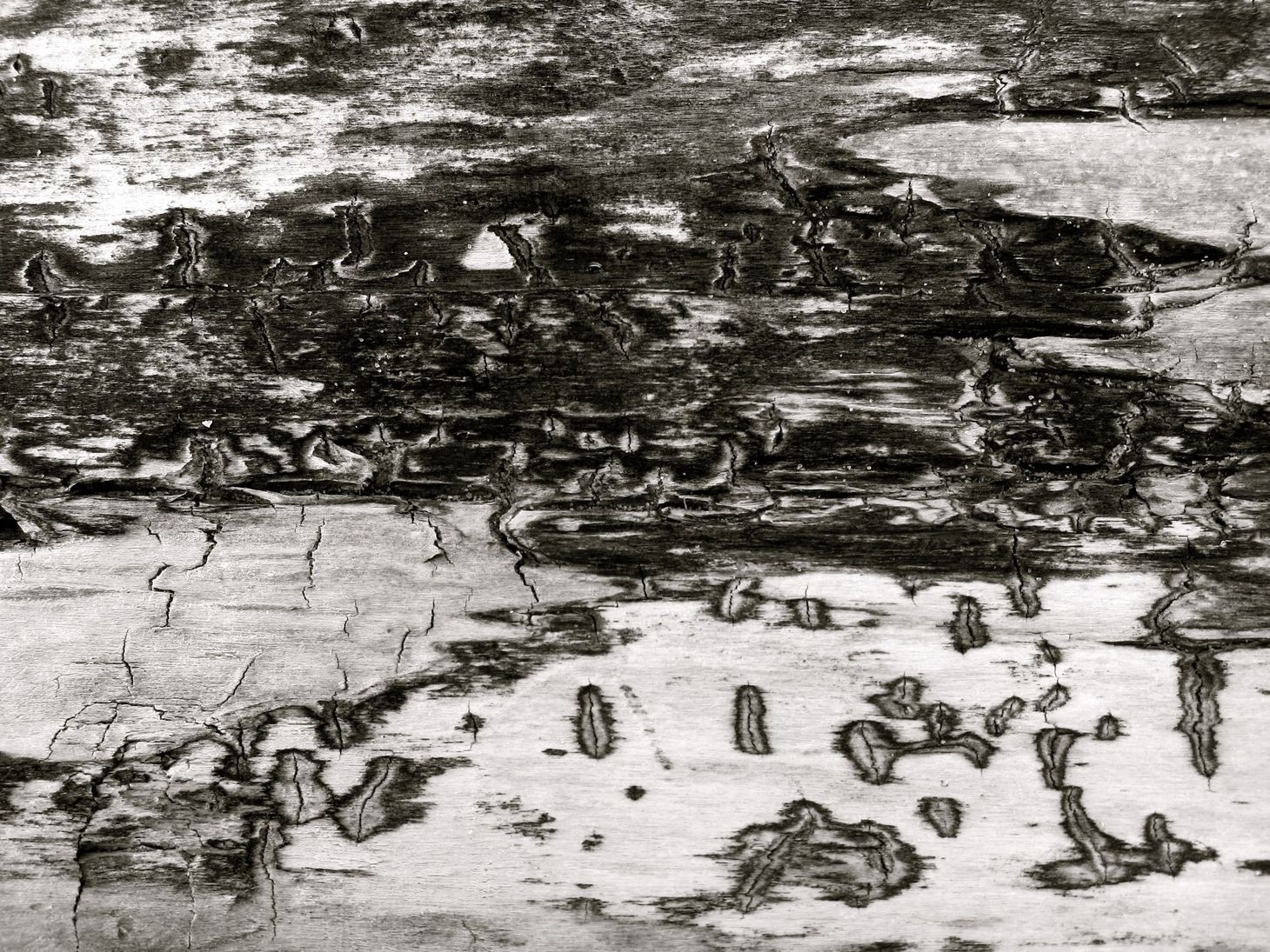 Driftwood