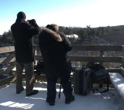 Bald Eagle Photography With A Compact Camera