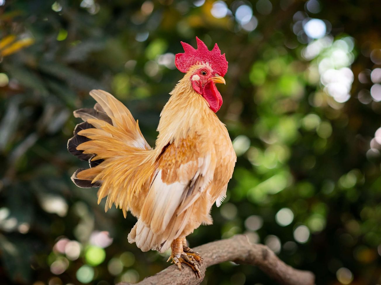 JUDIKATÚRA: Maximálne prípustné množstvo hydiny chované v obytnej zóne