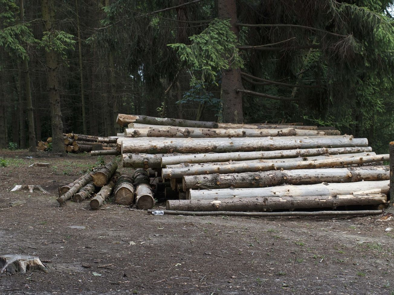 JUDIKATÚRA: Obligatórnosť výpočtu spoločenskej hodnoty drevín pre prípad vydania súhlasu s ich výrubom