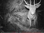 South Gippsland Feral Deer Forum comes to Meeniyan