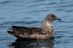 Bird flu reaches Australia