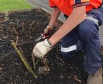 The Gippsland gardener