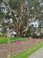 Who cares for our significant trees?