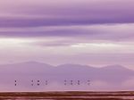 DEECA deploys helicopters for bird flu surveillance along Gippsland coast