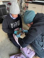 Injured koala recovering after South Gippsland Highway collision