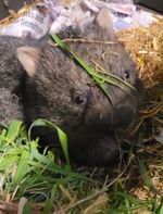 Fresh wombat tragedy follows charges over alleged deliberate killings