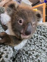 Prom Coast Koalas on the move as habitat shrinks