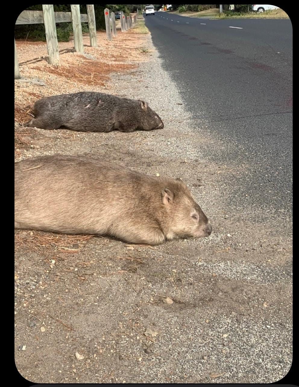 Wombat Slaughter - Fish Creek Man Arrested