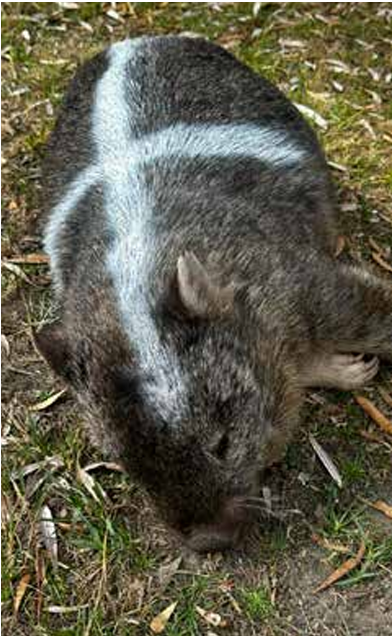 Closing in on the wombat slaughterers?