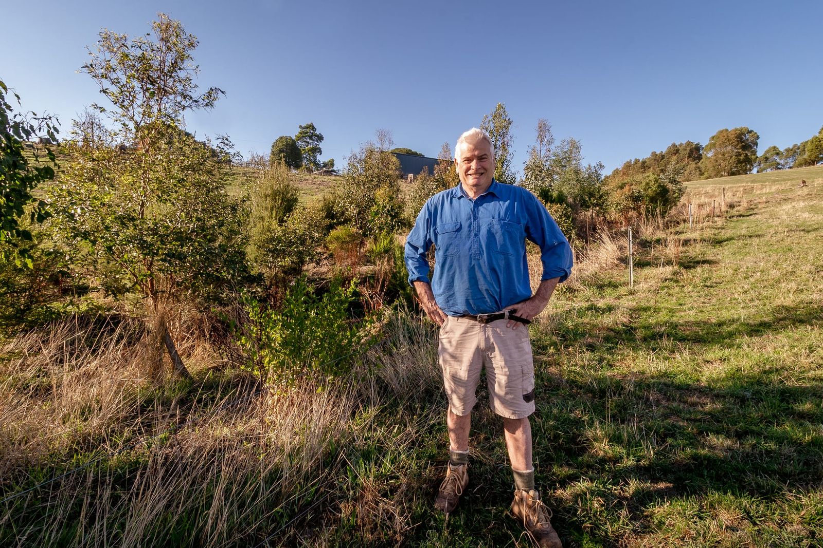 Shelterbelts a boon for all landholders