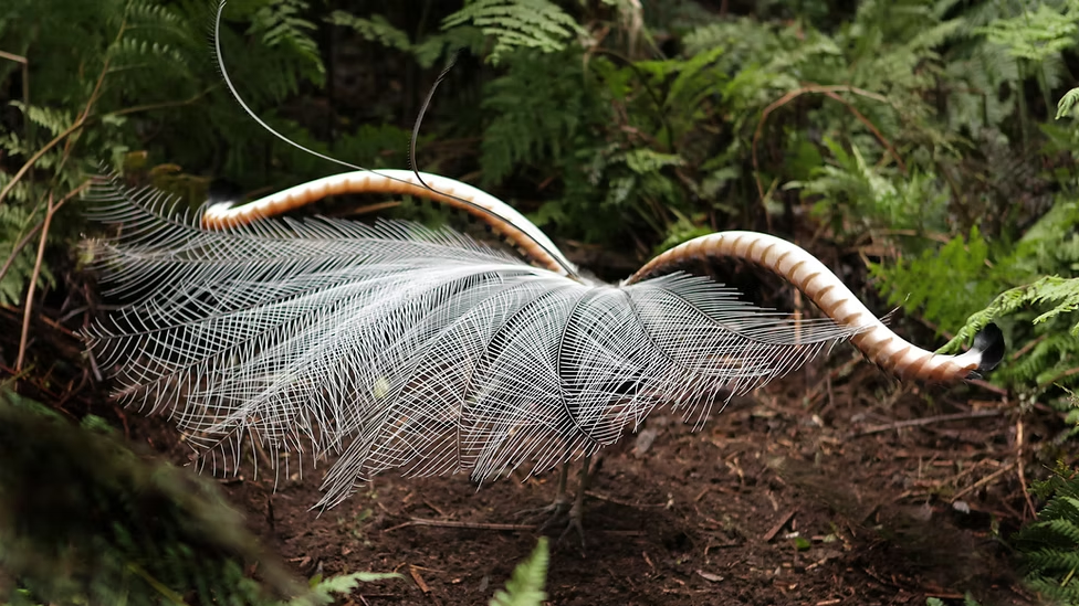 Annual Lyrebird Count returns to Liptrap this July