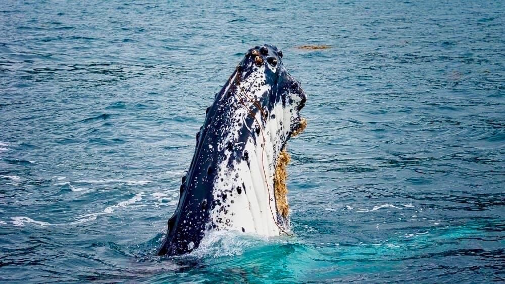 A whale of a time: The Prom’s gentle giants are putting on a show these winter hols