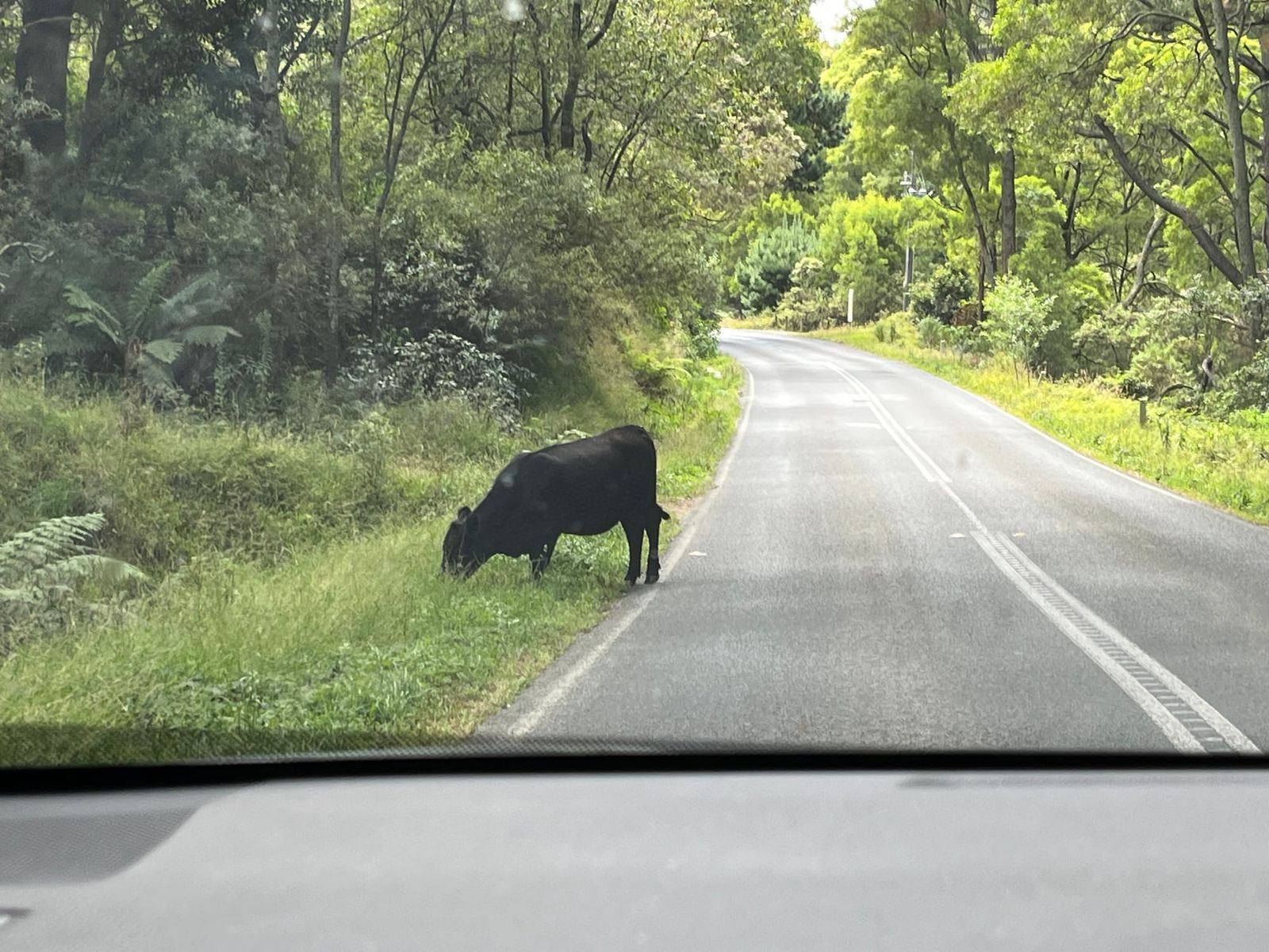 Escaped cattle an increasing safety issue on local roads