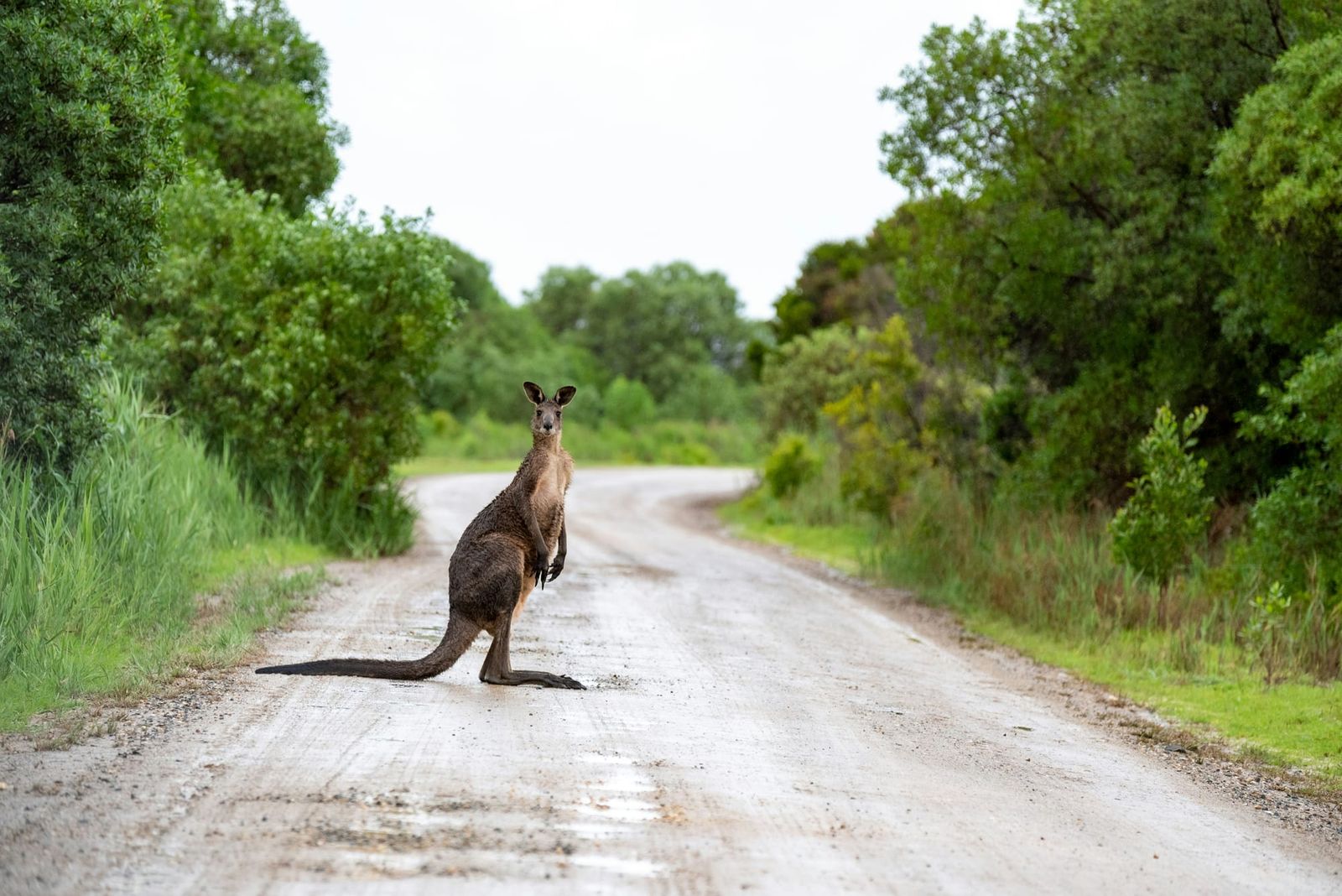 Roo collisions on the rise