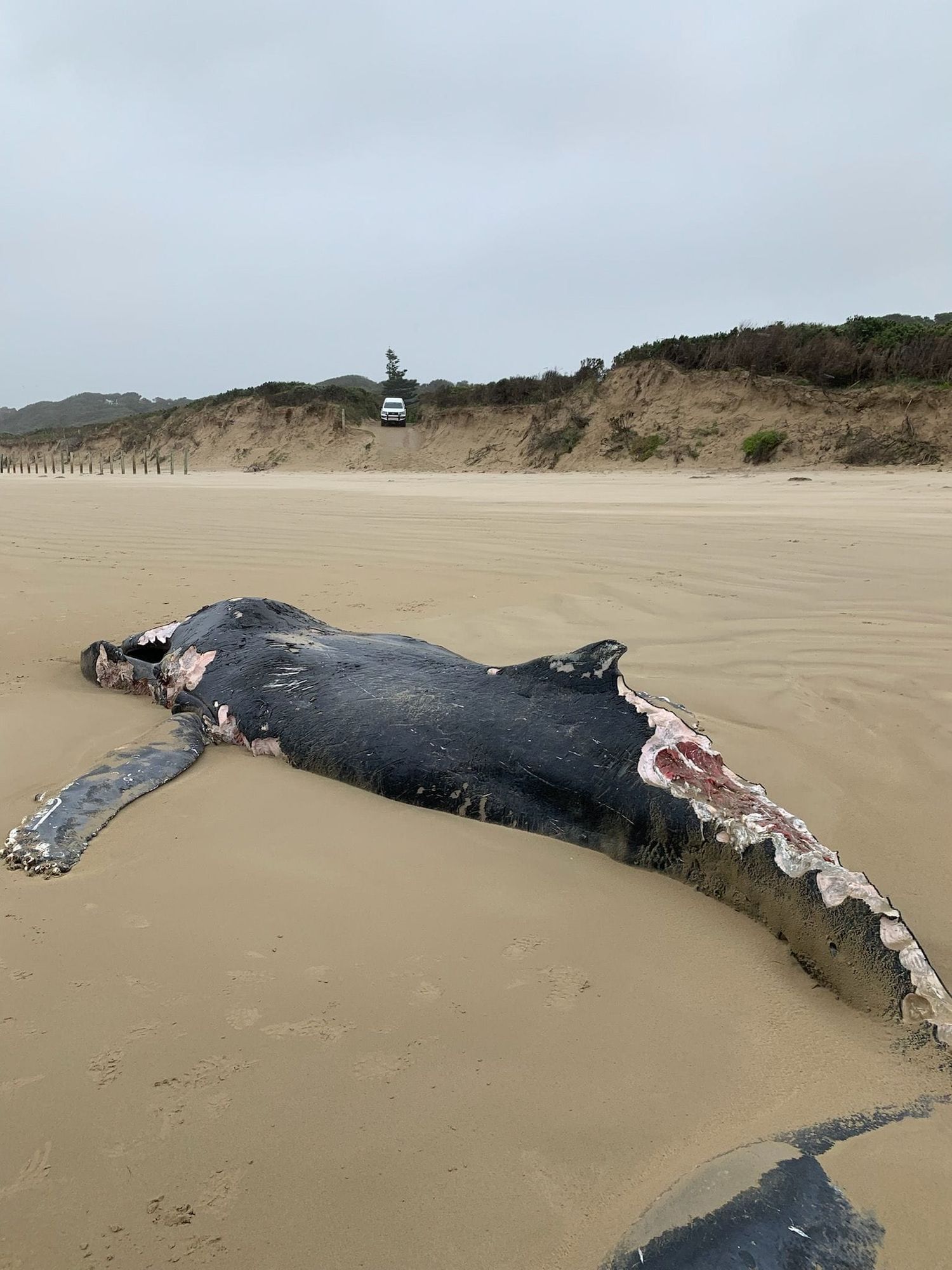 Sandy Point whale wash-up sparks shark fears