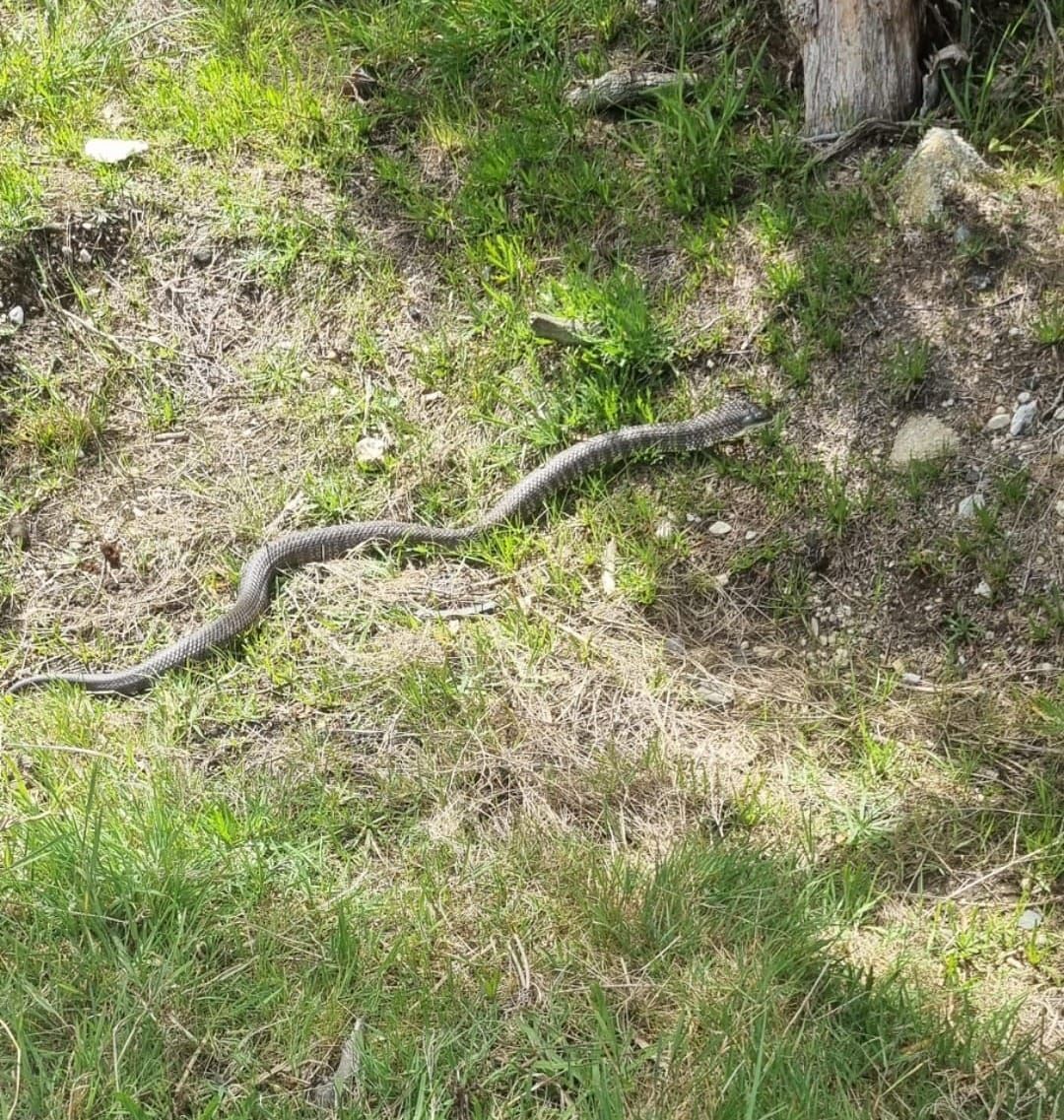 Oh we’re from Tigerland