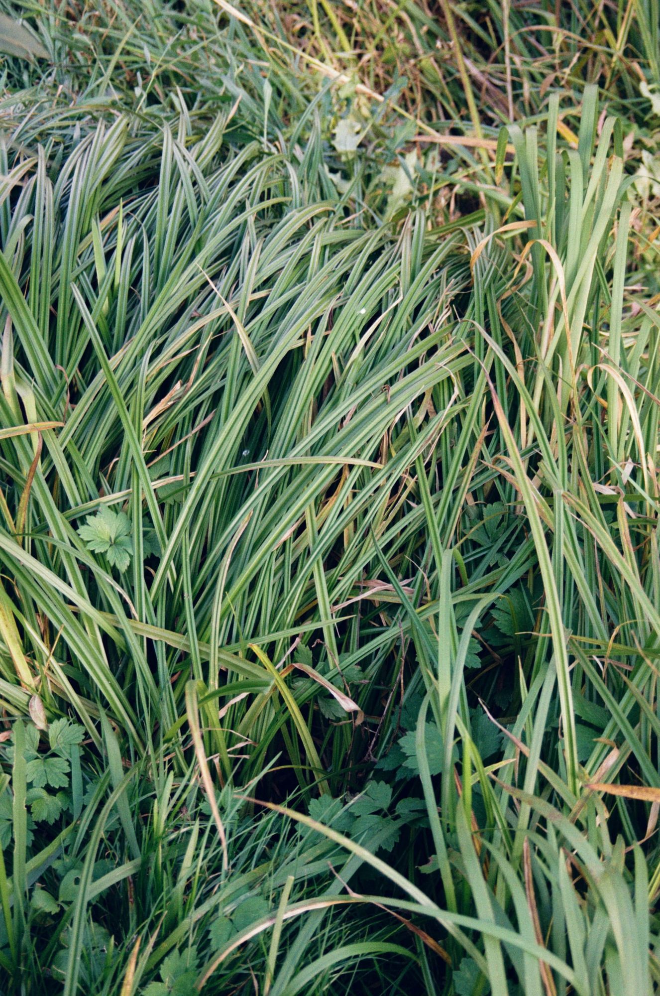 Annual green waste amnesty begins