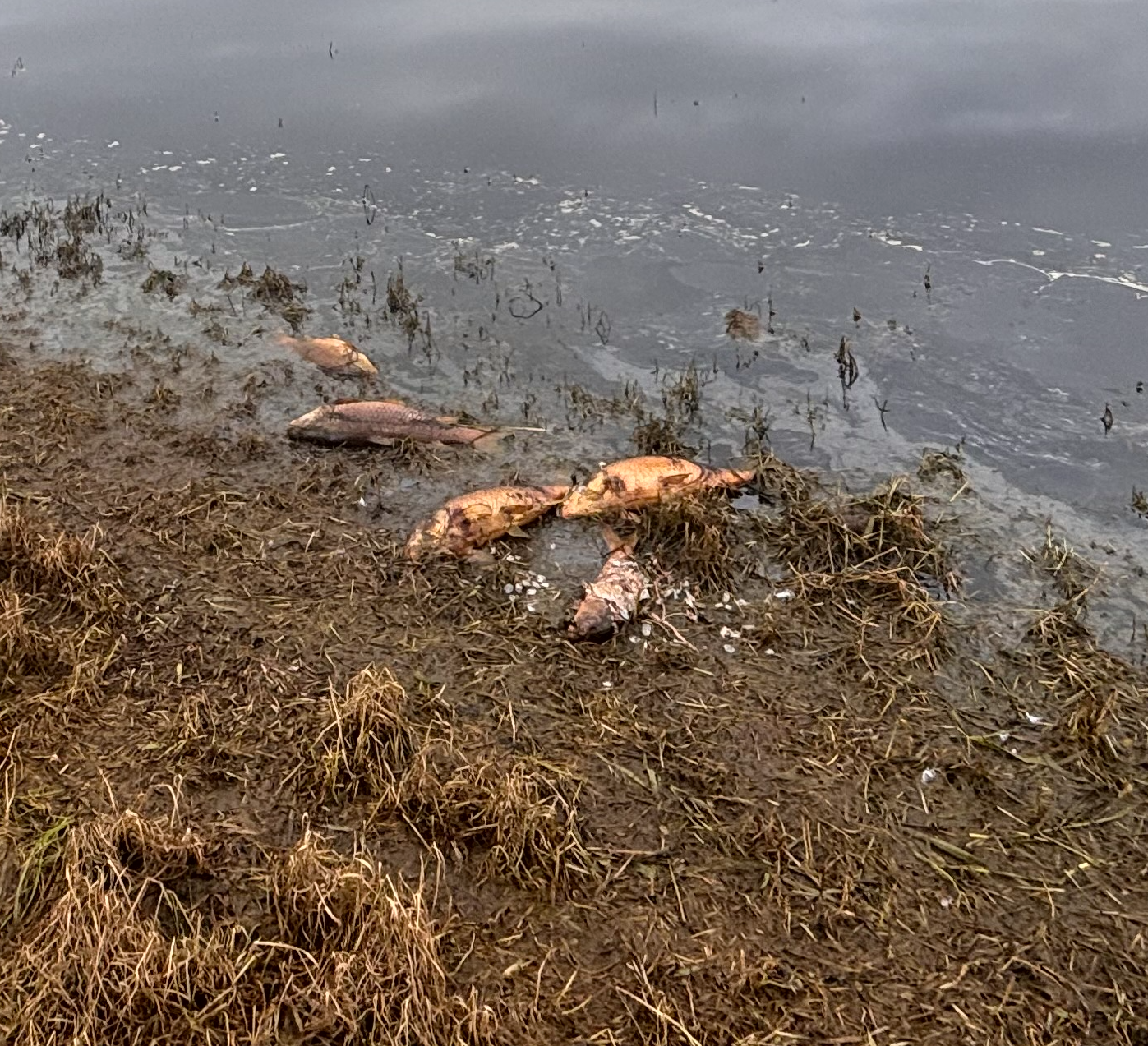 Tarwin fish kill floats questions about Meeniyan’s water quality