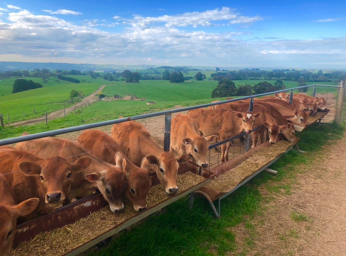 Calling snappers! Council’s photo competition now open