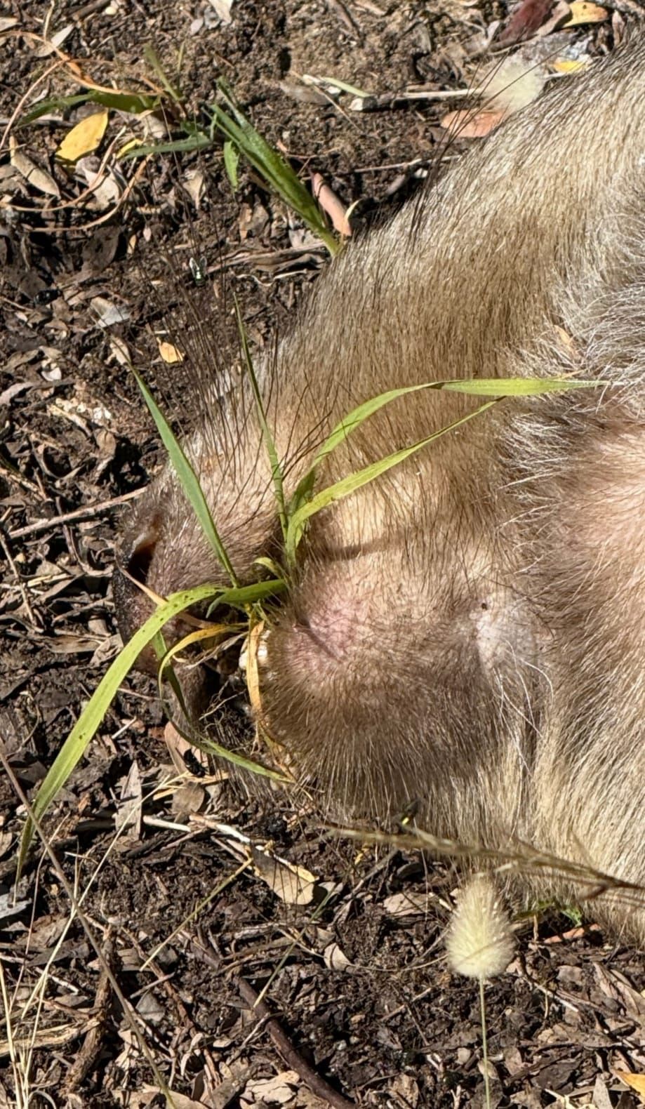 Illegal activity ruled out after wombats found dead