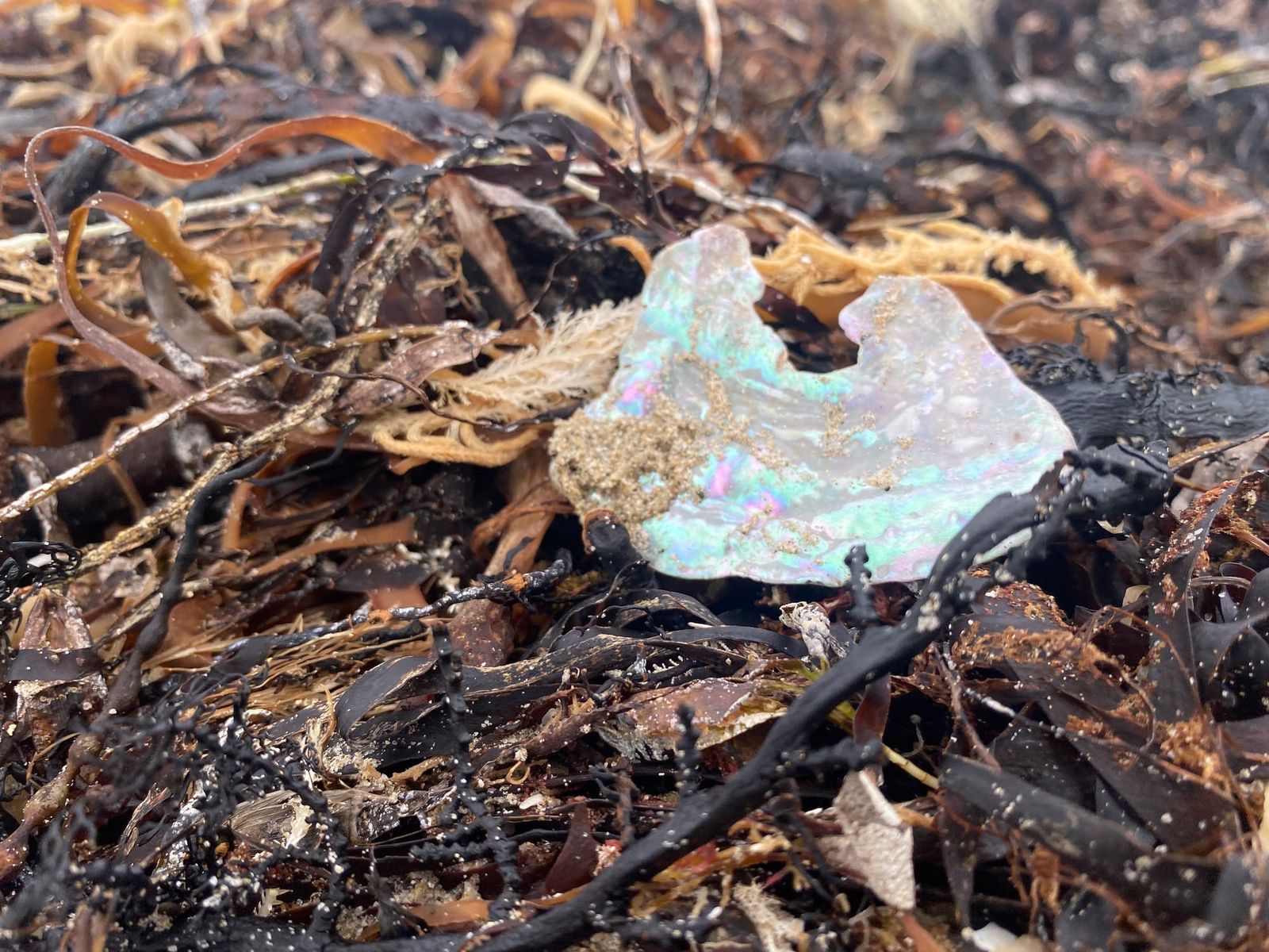 Fisheries inspections drop 35% in 2025