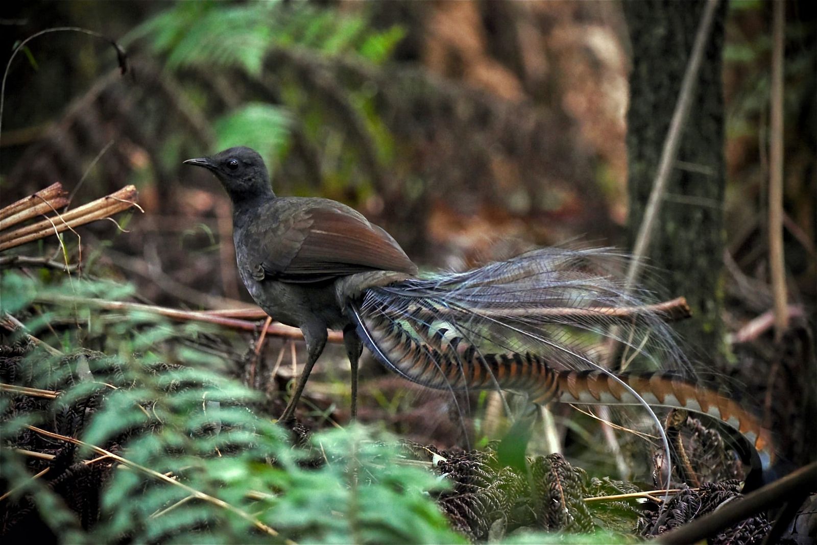 Message of the Lyrebird comes to Fish Creek