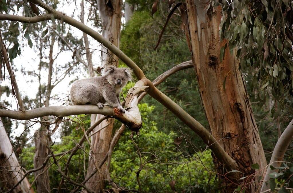 Wildlife rescue volunteer changes