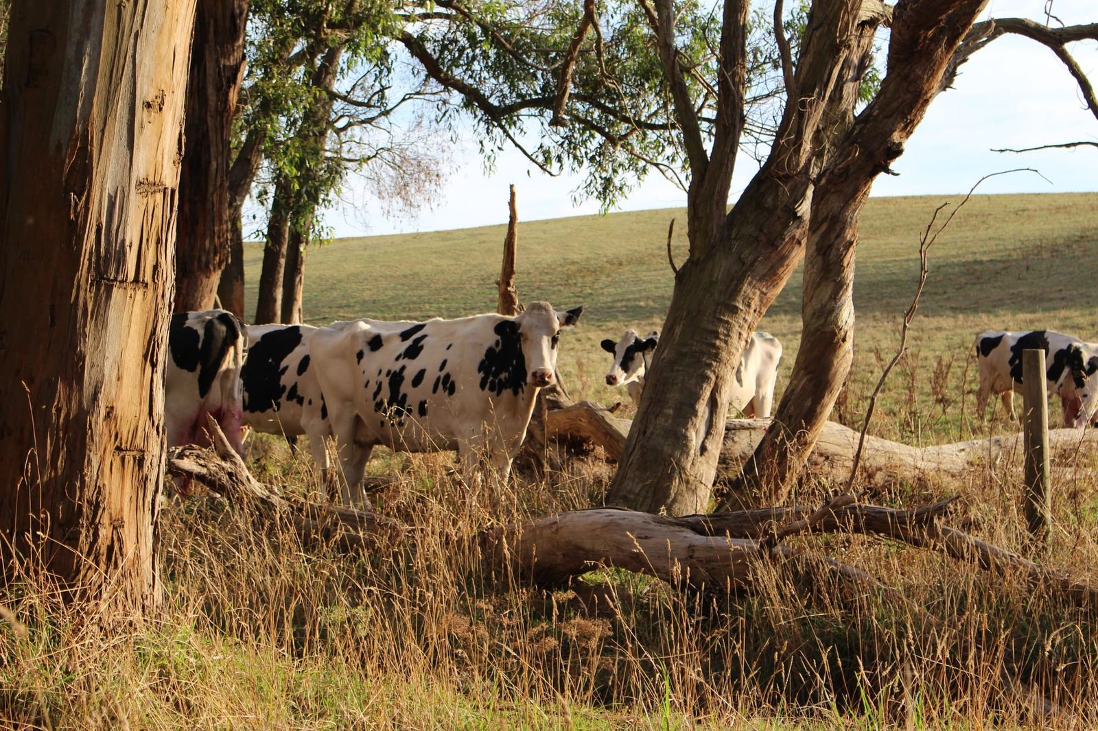 Cows can’t switch their milk on and off: Dairy farmers warning