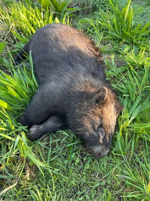 A call to protect wildlife on O’Grady’s Ridge Road