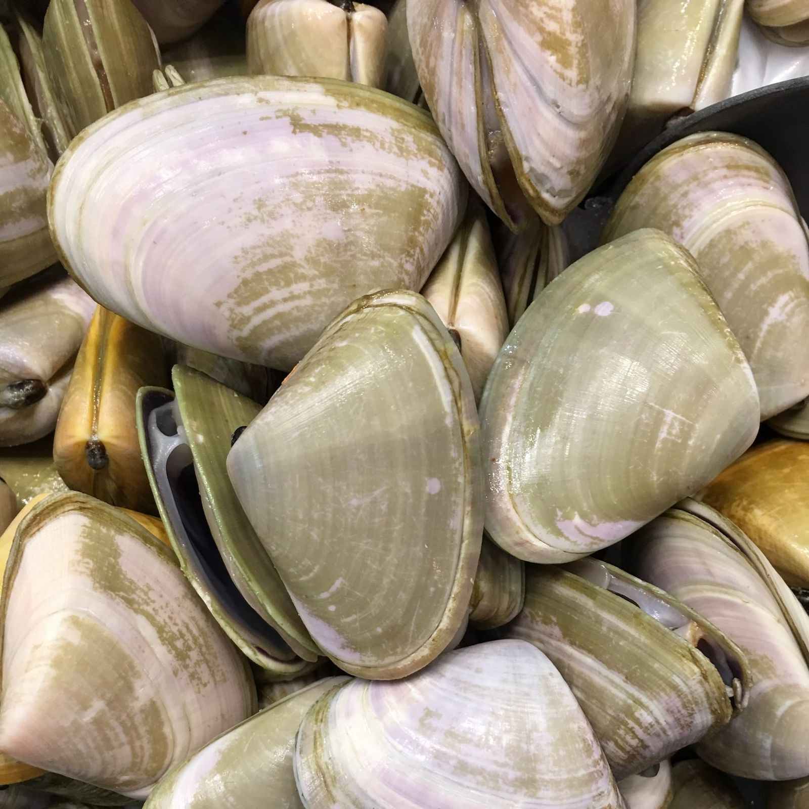 Venus Bay community pushes for seasonal pipi ban