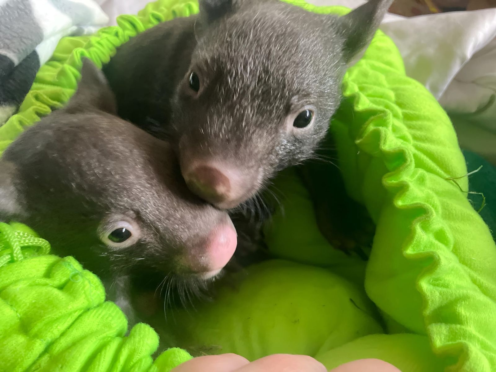 Free wildlife session follows the journey of an orphaned wombat