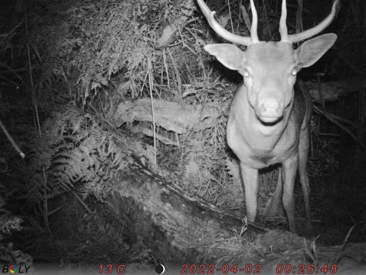 South Gippsland Feral Deer Forum comes to Meeniyan