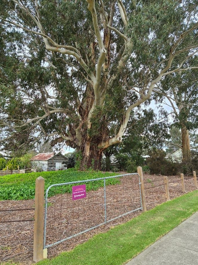Who cares for our significant trees?