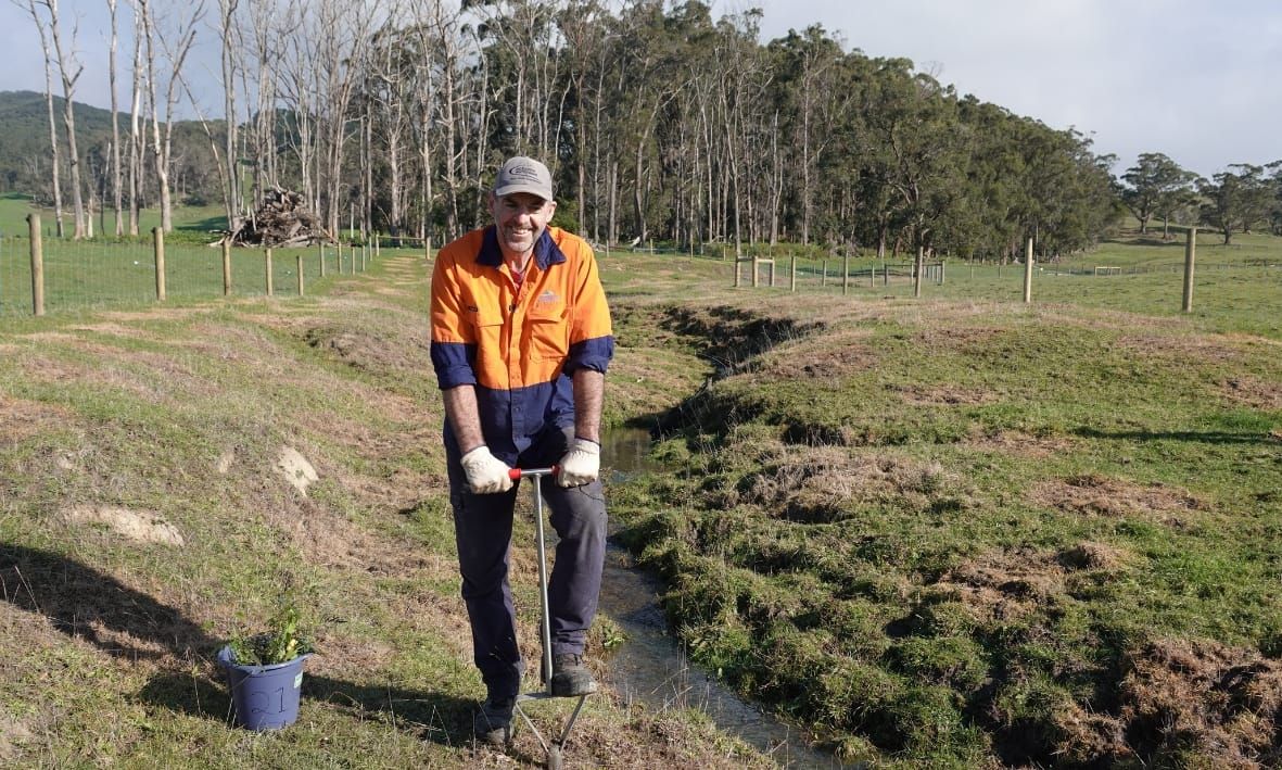 Trees holding fast for water quality in Corner Inlet wetland