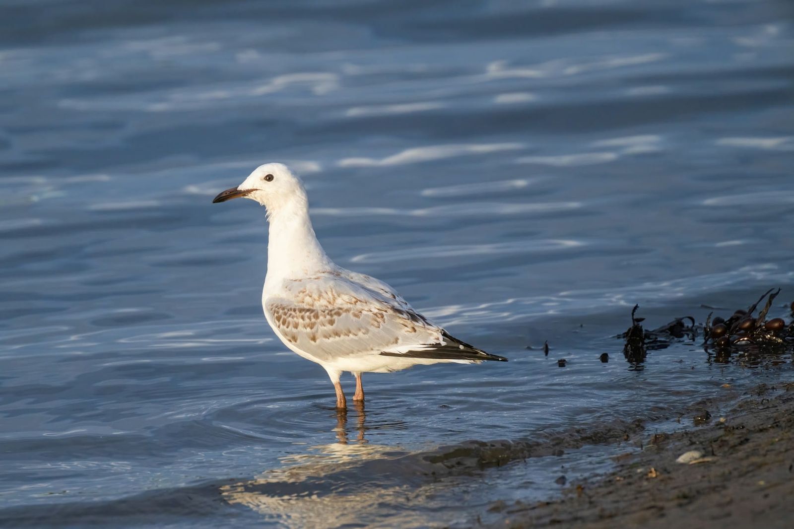 Bracing for what’s next: Bird flu arrives in Victoria