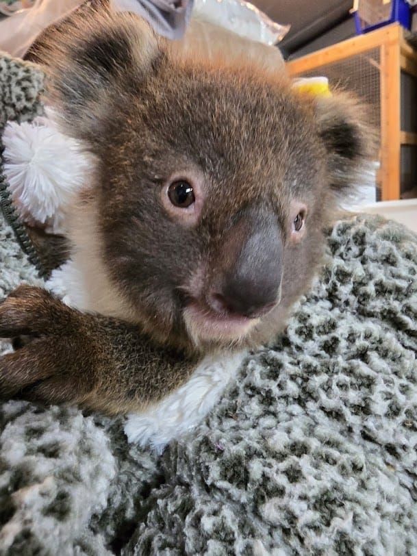 Prom Coast Koalas on the move as habitat shrinks