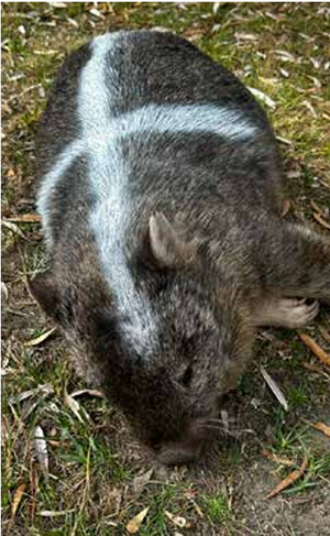 Closing in on the wombat slaughterers?