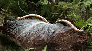 Annual Lyrebird Count returns to Liptrap this July