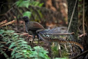 Australia’s superb lyrebirds ‘farm’ the forest floor to increase their prey – a behaviour rarely seen in nature