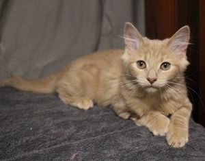 South Gippsland Animal Aid extends kitten season support