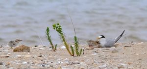 Chasing foxes and dreams for a healthy Corner Inlet