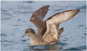 Science Week spotlight: Separating offshore wind facts from fiction