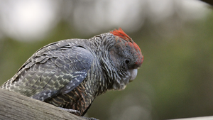 Gang-gang cocky conservation day at Tarwin River Forest