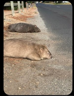 Court case looms for alleged wombat killer
