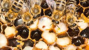 Varroa mite reaches Yarram in southern-most Victorian detection