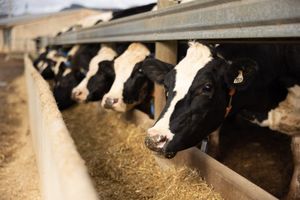Big dairy merger sparks worry for South Gippsland farmers