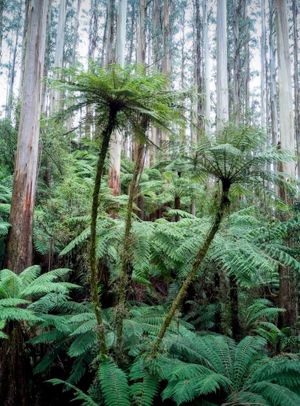Victory for Turtons Creek: Native forest secured at Fellas Track
